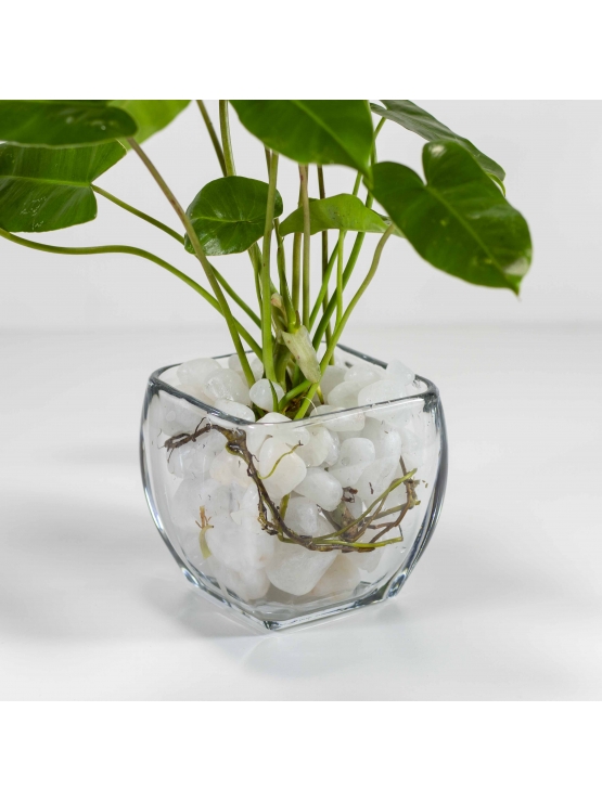 Arrowhead Plant (Syngonium Podophyllum) with Square Shaped Glass Bowl Pot
