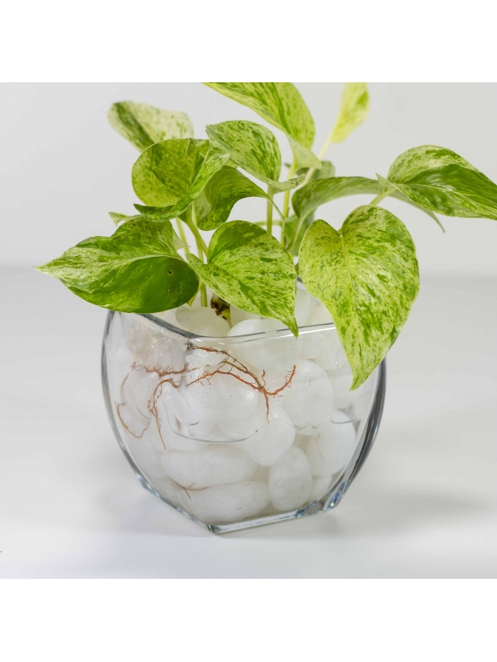 Pothos Ivy (Epipremnum Aureum) With Square Shaped Glass Bowl Pot