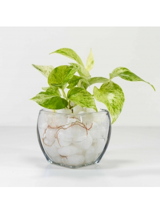 Pothos Ivy (Epipremnum Aureum) With Square Shaped Glass Bowl Pot