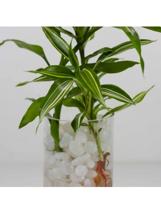 Lucky Bamboo (Dracaena Sanderiana) With Cylindrical Shaped Glass Pot 