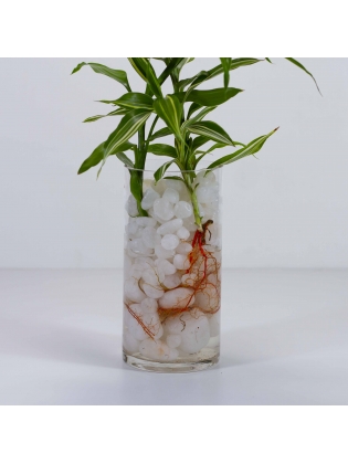 Lucky Bamboo (Dracaena Sanderiana) With Cylindrical Shaped Glass Pot 