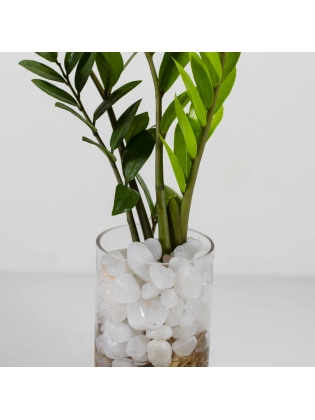 Lucky Plant (Zamioculcas Zamiifolia)  With Cylindrical Shaped Glass Bowl Pot