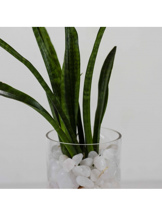 African Spears (Sansevieria Cylindrica) with Cylindrical Shaped Glass Pot