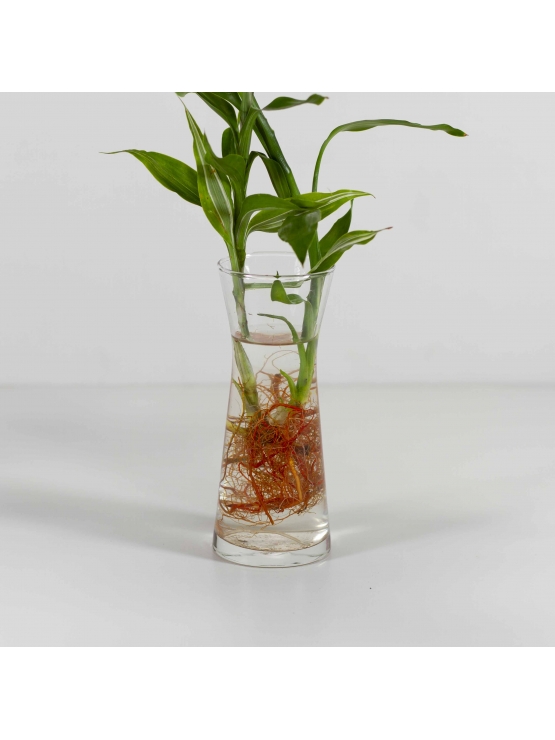 Lucky Bamboo (Dracaena Sanderiana) with Conical Shaped Glass Pot