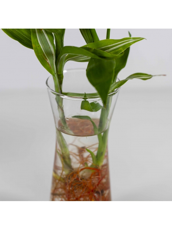 Lucky Bamboo (Dracaena Sanderiana) with Conical Shaped Glass Pot