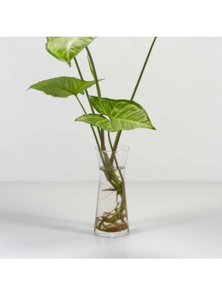 Arrowhead Plant (Syngonium Podophyllum) with Conical Shaped Glass Pot