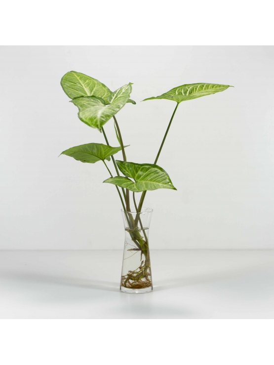 Arrowhead Plant (Syngonium Podophyllum) with Conical Shaped Glass Pot