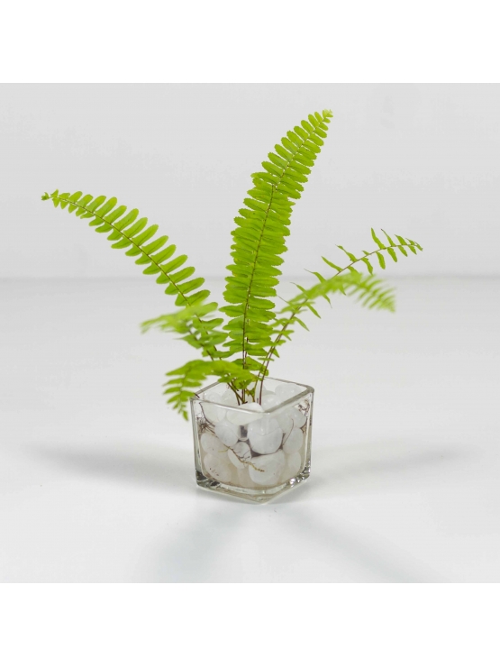 Maidenhair Fern With Square Shaped Mini Glass Pot