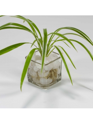 Ribbon Grass (Phalaris Arundinacea) With Square Shaped Mini Glass Pot
