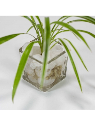 Ribbon Grass (Phalaris Arundinacea) With Square Shaped Mini Glass Pot