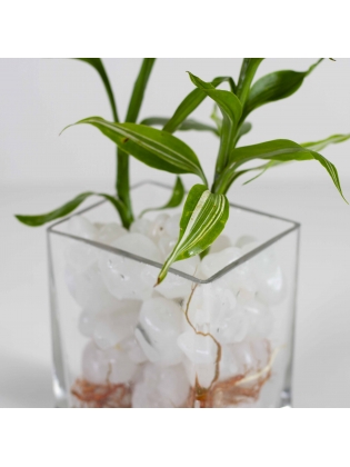 Lucky Bamboo (Dracaena Sanderiana) with Rectangular Shaped Glass Pot