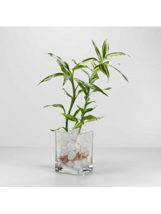 Lucky Bamboo (Dracaena Sanderiana) with Rectangular Shaped Glass Pot