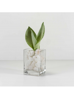 Snake Plant - Light Green (Sansevieria Zeylanica) - Rectangular Shaped Glass Pot