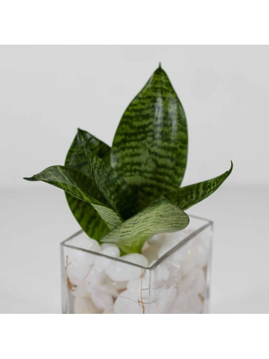 Snake Plant - Green (Sansevieria Zeylanica) With Rectangular Shaped Glass Pot