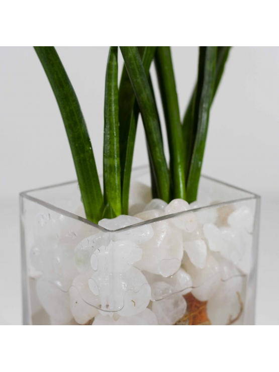 African Spears Snake Plant (Sansevieria Cylindrica) With Rectangular Shaped Glass Pot 