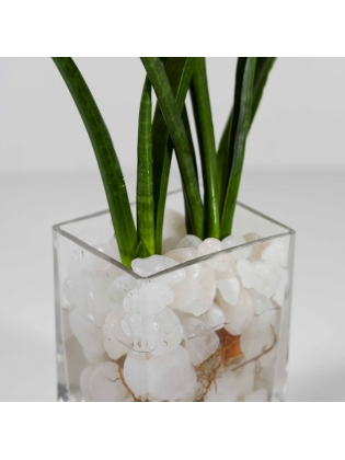 African Spears Snake Plant (Sansevieria Cylindrica) With Rectangular Shaped Glass Pot 