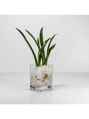 African Spears Snake Plant (Sansevieria Cylindrica) With Rectangular Shaped Glass Pot 