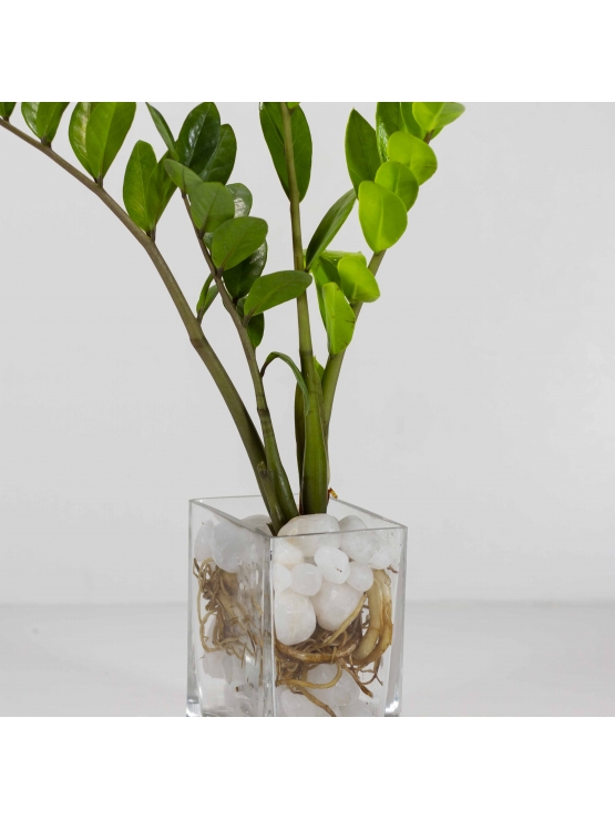 Lucky Plant (Zamioculcas Zamiifolia) With Rectangular Shaped Glass Pot