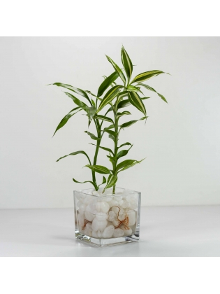 Lucky Bamboo (Dracaena Sanderiana) with Square Shaped Glass Pot