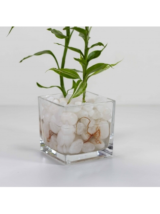 Lucky Bamboo (Dracaena Sanderiana) with Square Shaped Glass Pot