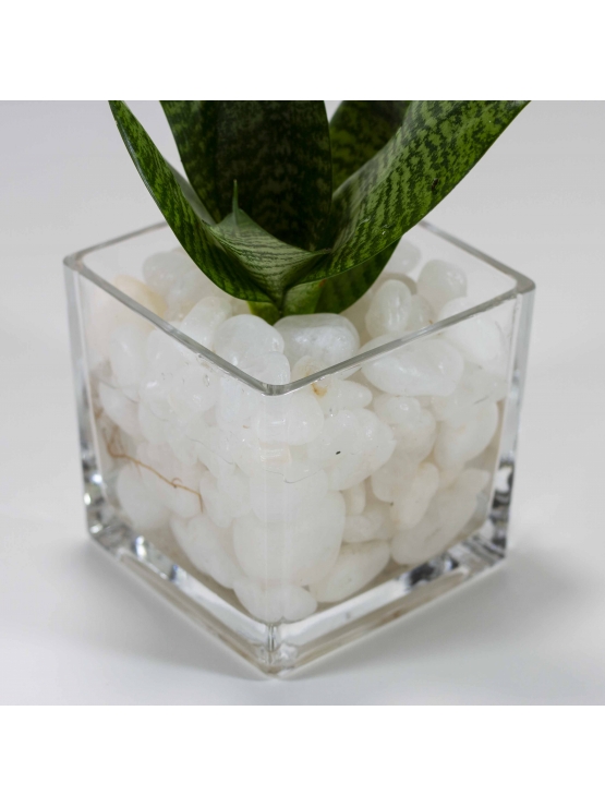 Snake Plant - Green (Sansevieria Zeylanica) With Square Shaped Glass Pot