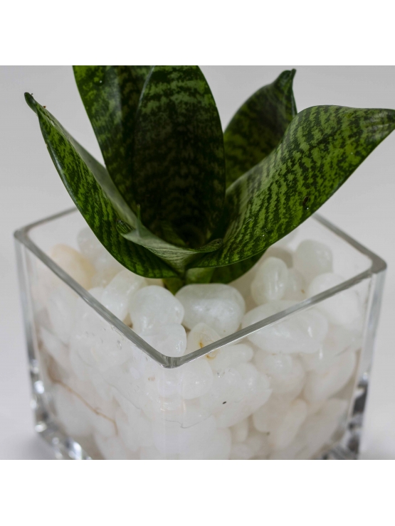 Snake Plant - Green (Sansevieria Zeylanica) With Square Shaped Glass Pot