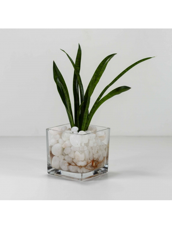African Spears (Sansevieria Cylindrica) with Square Shaped Glass Pot