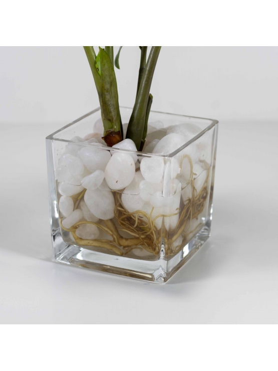Lucky Plant (Zamioculcas Zamiifolia) With Square Shaped Glass Pot 