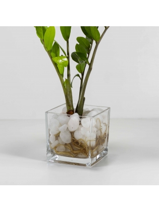 Lucky Plant (Zamioculcas Zamiifolia) With Square Shaped Glass Pot 