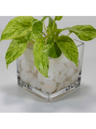 Golden Pothos (Epipremnum Aureum) With Square Shaped Glass Pot