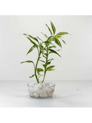 Lucky Bamboo (Dracaena Sanderiana) with Circular Glass Bowl Pot 