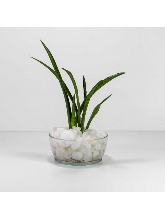 African Spears Snake Plant (Sansevieria Cylindrica) With Circular Glass Bowl Pot