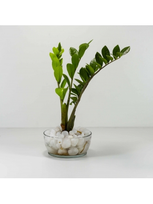 Lucky Plant (Zamioculcas Zamiifolia) With Circular Glass Bowl Pot