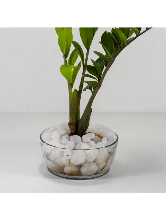 Lucky Plant (Zamioculcas Zamiifolia) With Circular Glass Bowl Pot