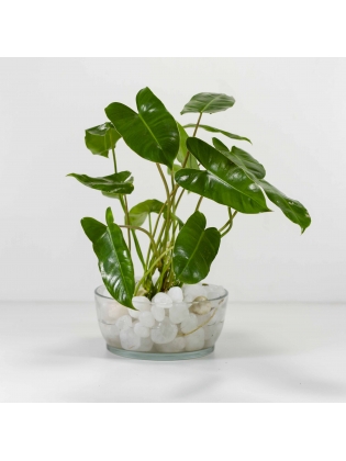 Arrowhead Plant (Syngonium Podophyllum) With Circular Glass Bowl Pot