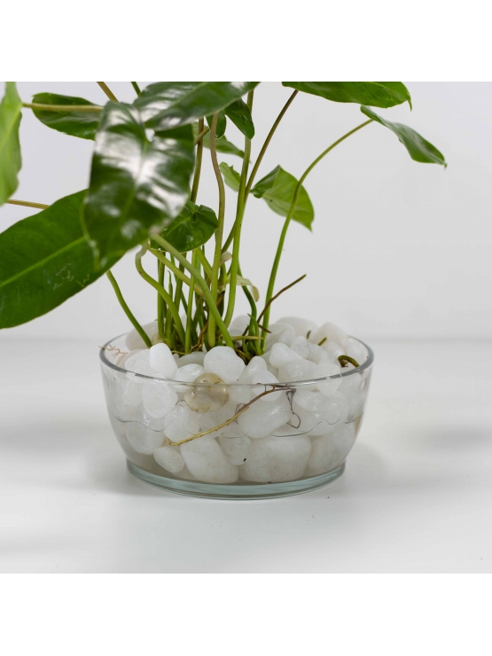 Arrowhead Plant (Syngonium Podophyllum) With Circular Glass Bowl Pot