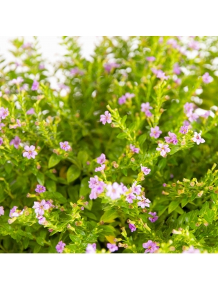 Cuphea Hyssopifolia (Kufiya)