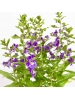 Lavender - Purple (Lavandula Angustifolia)