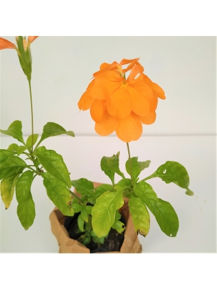 Firecracker flower (Crossandra infundibuliformis) 