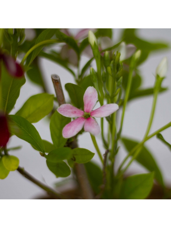 Rangoon creeper (Combretum indicum)