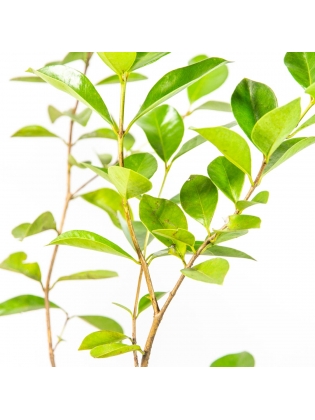 Strawberry Guava - China Pera (Psidium Cattleyanum)