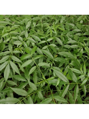 Ambarella (Spondias Pinnata )