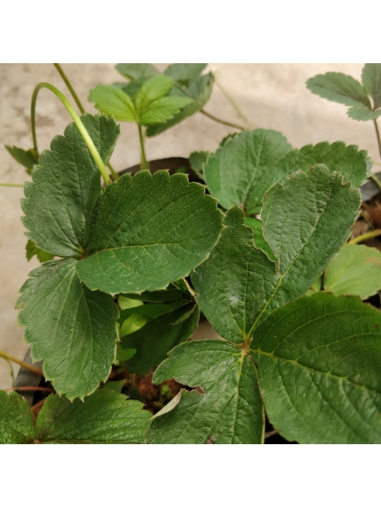 Strawberry (Fragaria × ananassa)