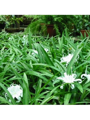 Rain Flower (Pancratium Zeylanicum)