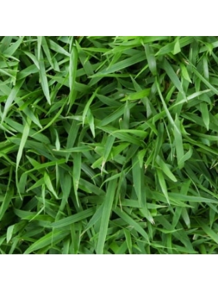 Malaysian Grass (Zoysia Matrella)