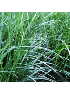  Mondo Grass (Ophiopogon japonicus)