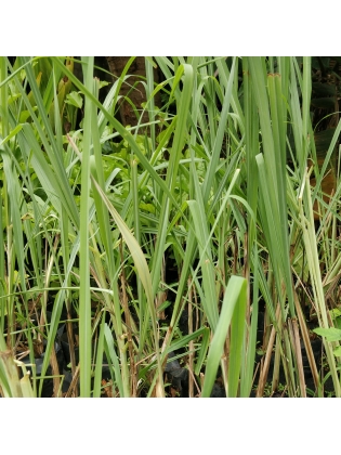Lemongrass (Cymbopogon nardus)