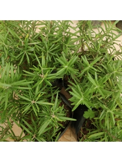 Rosemary (Salvia rosmarinus)