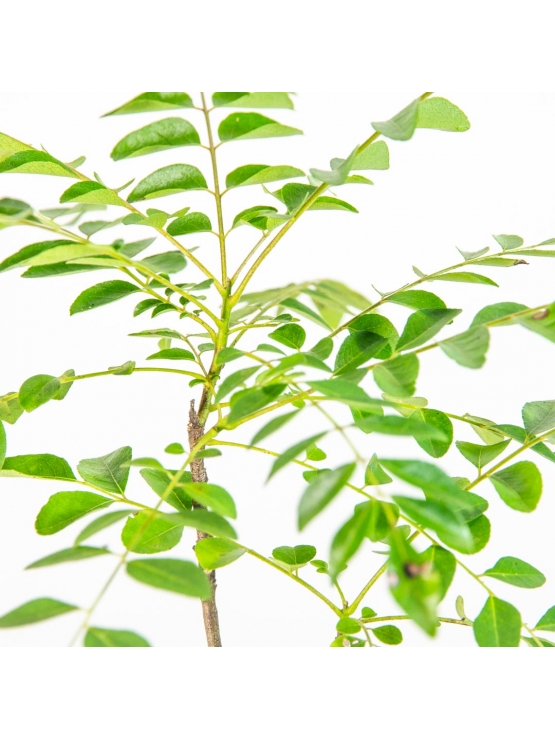 Curry Leaf (Murraya koenigii) 