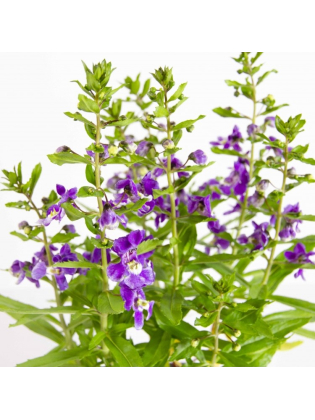 Lavendar ( Cuphea Glutinosa )